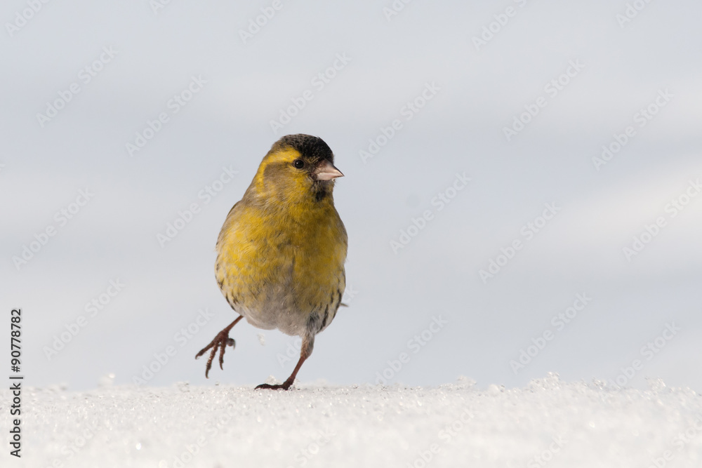 Obraz premium Walking winter Siskin in snow