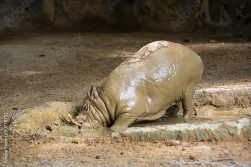 adult warthog digging in the mud puddle