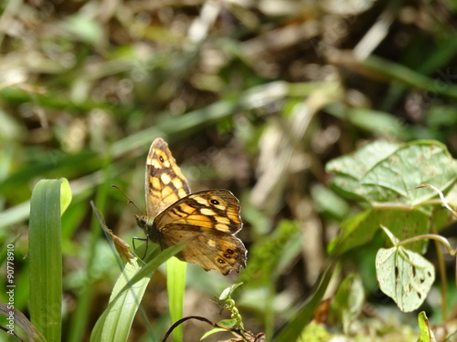 Tircis posé dans l'herbe. On remarque une grande tâche à l'apex centré d'un ocelle noir pupillé de blanc. photo