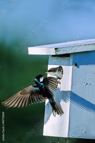 Tree Swallow parent flies up to feed a hungry baby at the nest box photo