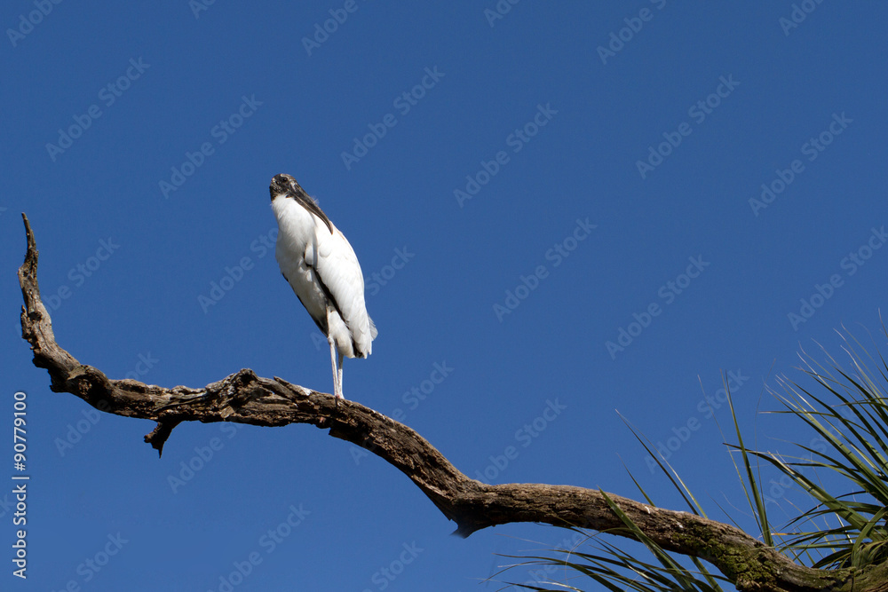 Endangered Wood Stork on Florida's Atlantic Coast Endangered Wood Stork on Florida's Atlantic Coast