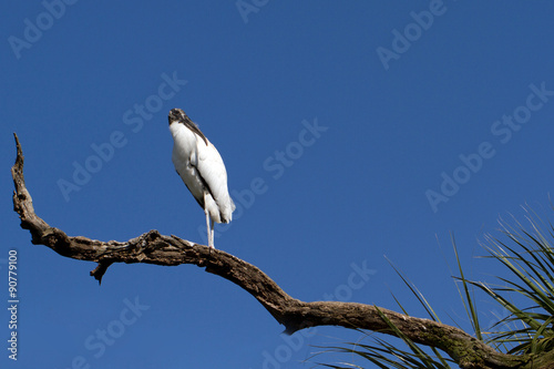 Endangered Wood Stork on Florida's Atlantic Coast