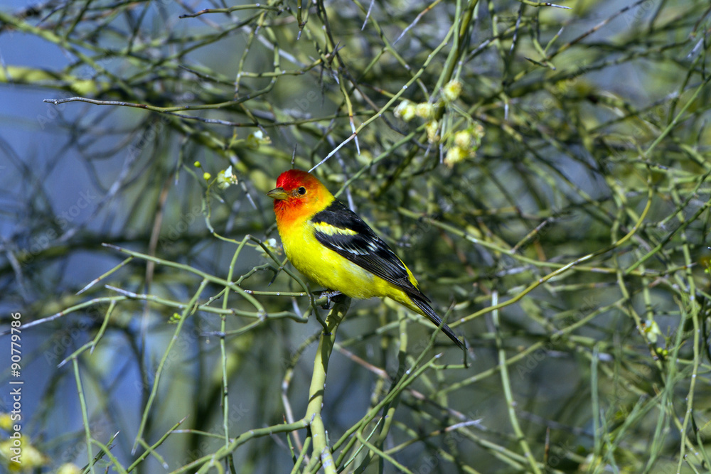Beautiful male Western Tanager in breeding plumage in southern Arizona Beautiful male Western Tanager in breeding plumage in southern Arizona
