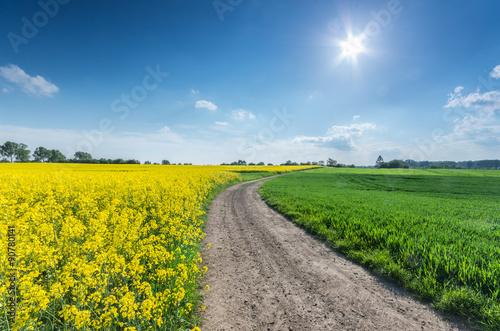 Rapeseed and cereal field divided by a country road on a sunny afternoon