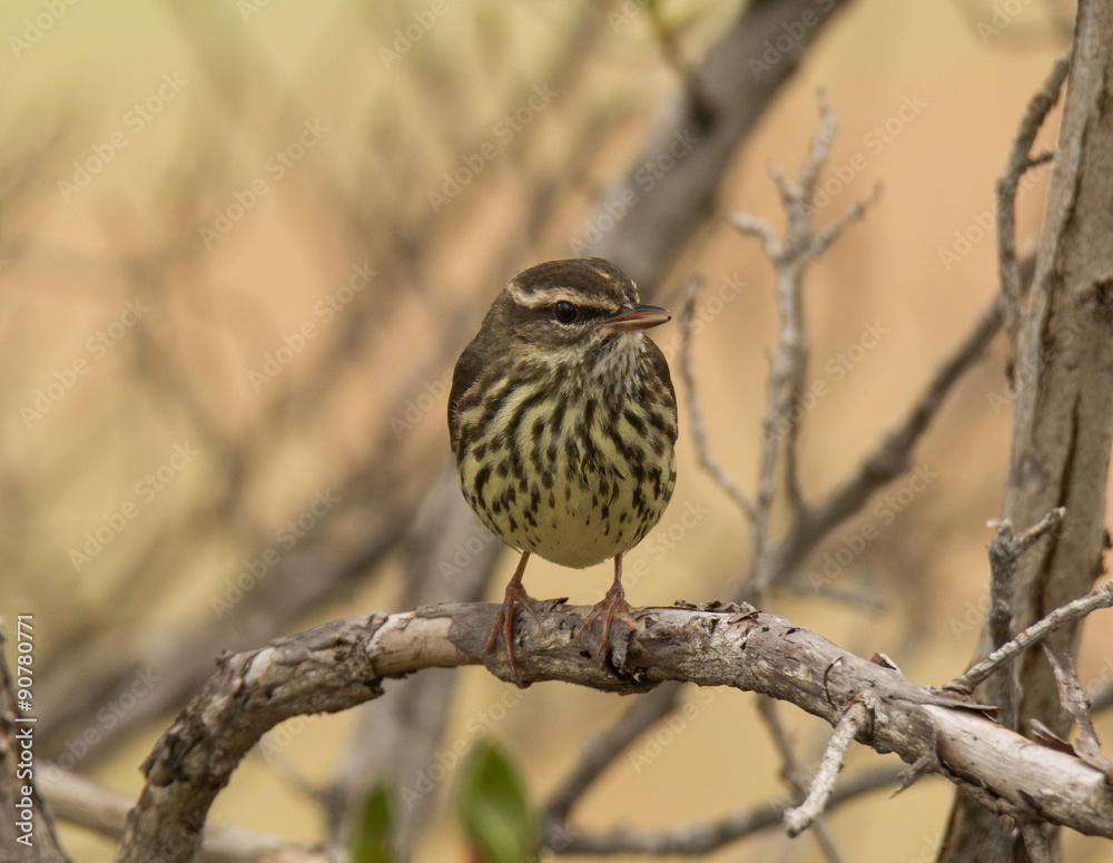 Fototapeta premium Northern Waterthrush Perched in a Woodland