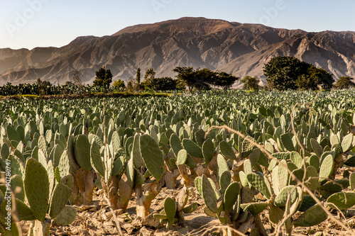 Cactus field