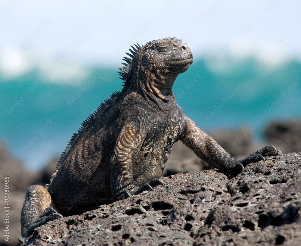 Obraz premium Marine iguana on the stone. Close-up. Galapagos Islands.