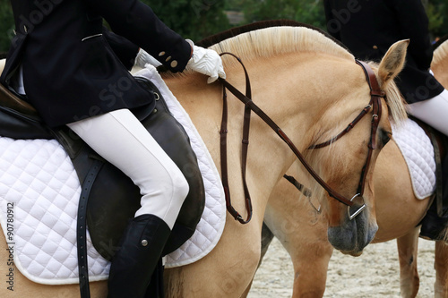 Close up of a fjord horse on a dressage event