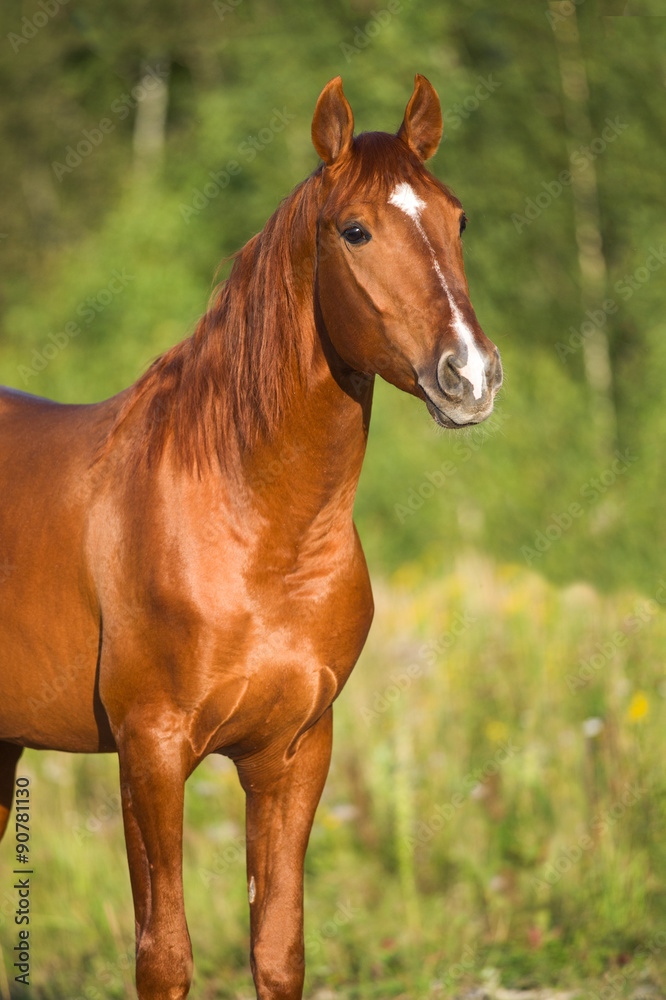 Portrait of red horse in nature