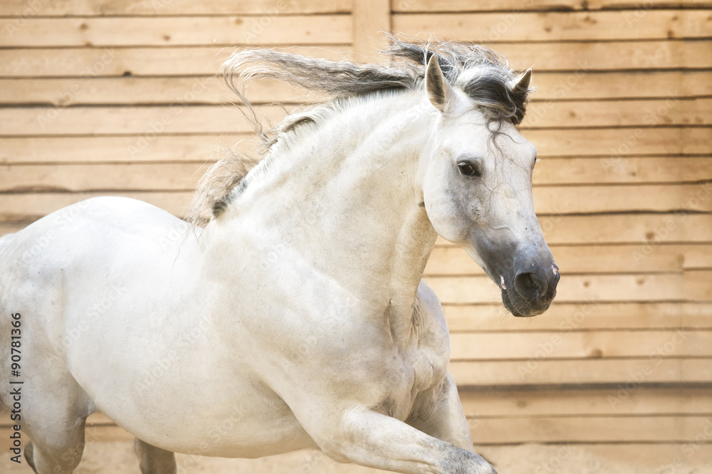 Fototapeta premium White PRE horse runs gallop in the manege
