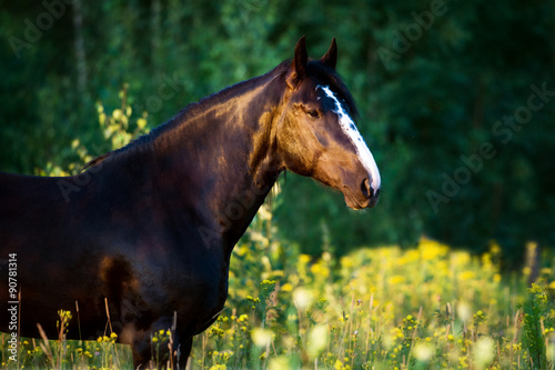 Portrait of heavy Vladimir draft horse in gallop