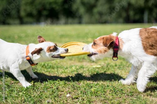 Fototapeta Naklejka Na Ścianę i Meble -  Two Jack Russells playing 2