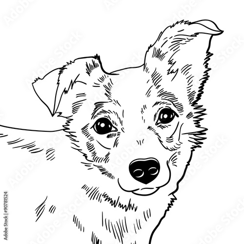Vector illustration of the dog. black and white