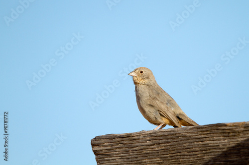 Juvenile Canyon Towhee in Palo Duro Canyon in the Texas Panhandle photo