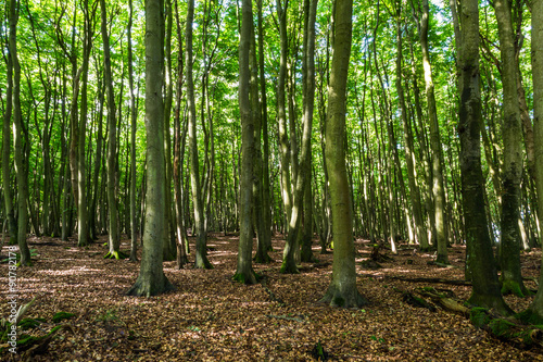 Buchenwald im Fr  hherbst