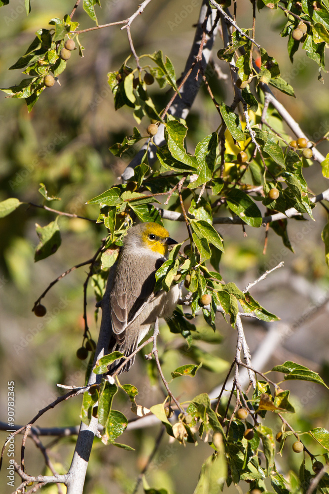 Obraz premium Tiny, acrobatic Verdin hunts bugs in a southern Arizona tree in autumn