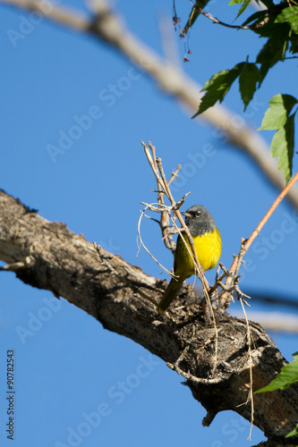 Male MacGillivray's Warbler in a tree in Santa Fe, New Mexico, during spring migration photo