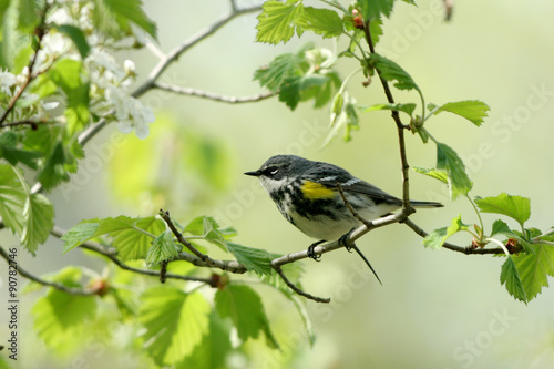 Yellow-rumped Warbler in a flowering Hawthorne tree in spring photo