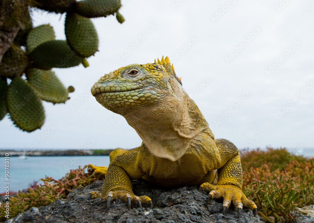 Fototapeta premium The land iguana sits amid the cactus. Galapagos Islands.