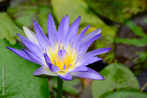 purple Lotus flower