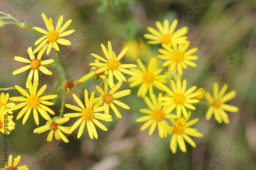  Ragwort   Senecio jacobaea 