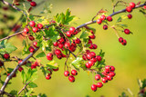 Nice hawthorn twig with red berry
