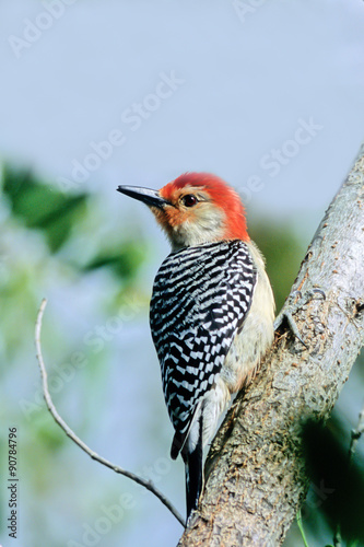 Red-bellied Woodpecker on a tree in Florida