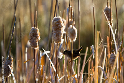 Female Marsh Wren brings nesting material to her nest in the cattails photo