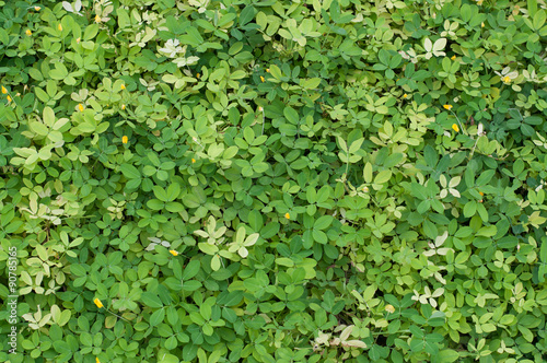 Green Vine Covered Wall