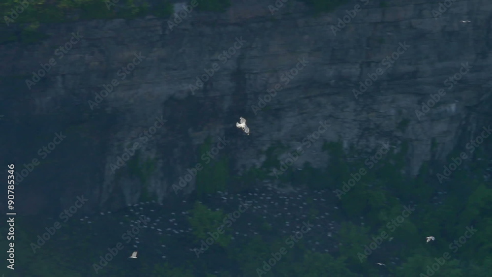 Niagara Falls Seagulls Flying in Slow Motion Niagara Falls Seagulls Flying in Slow Motion