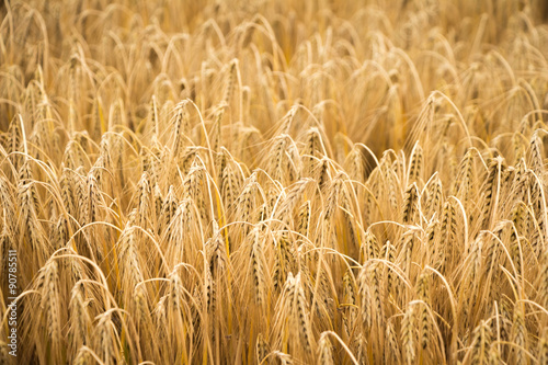 golden wheat field for harvest season. can be used for agriculture and harvest themes