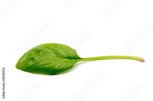 green spinach leaf on white background