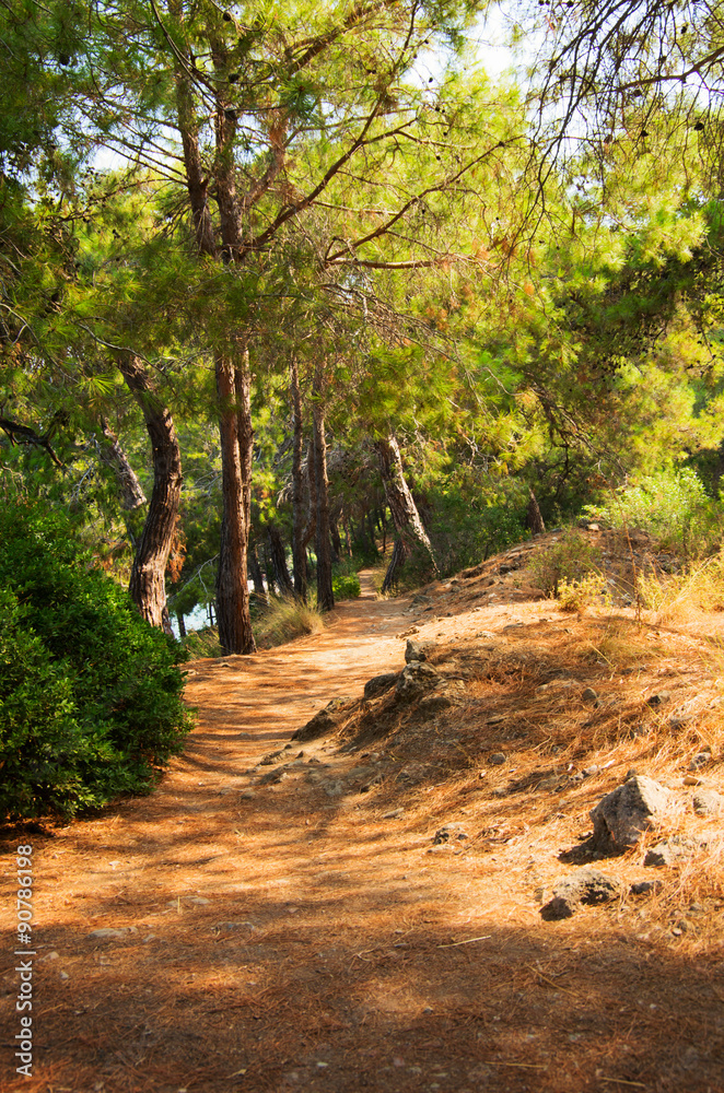 Fototapeta premium Sunlight spots at the pathway in the forest. Image with selective focus