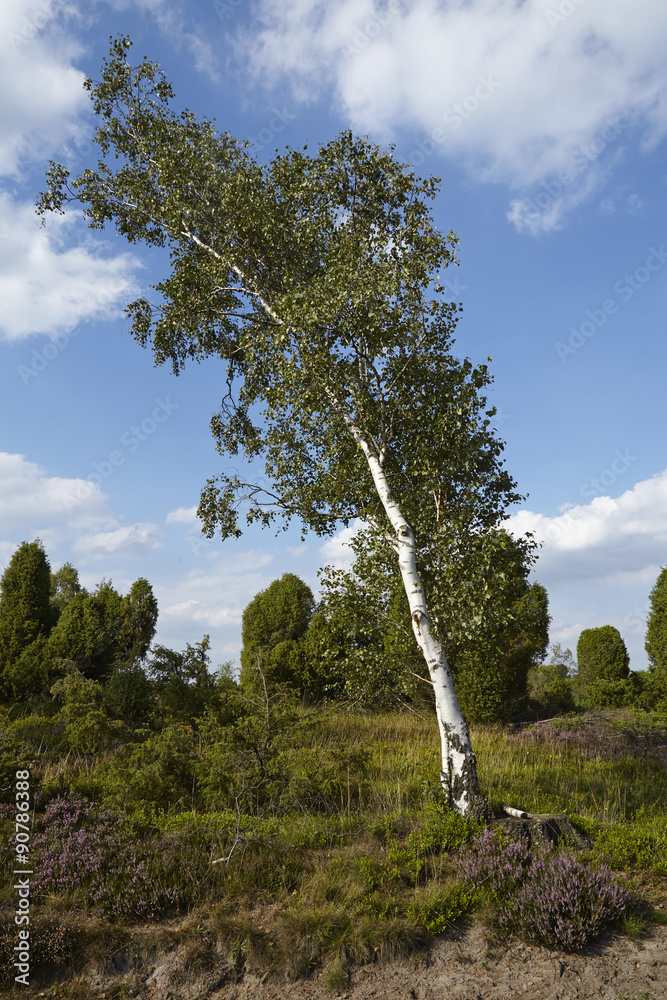 Fototapeta premium Lüneburger Heide - Birke in der Landschaft
