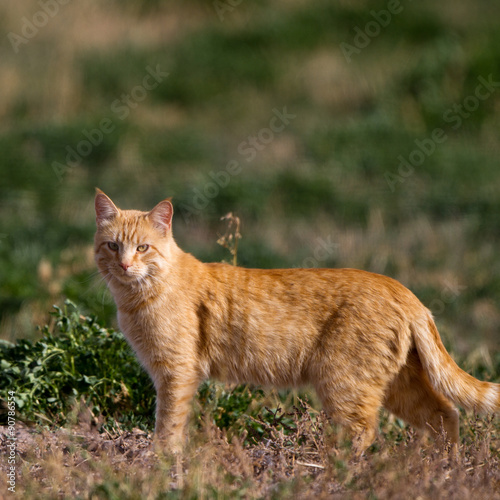 Feral cat hunts wild birds in a marsh