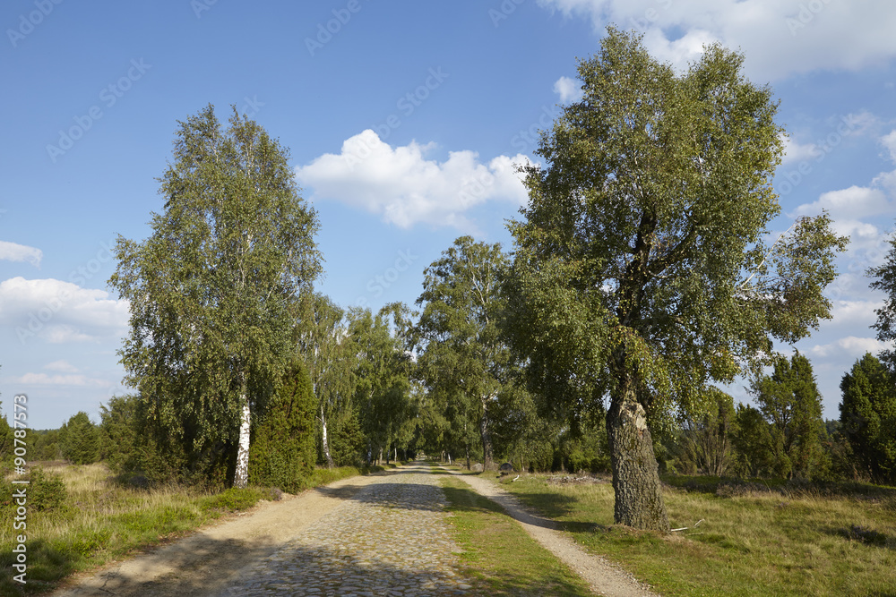 Lüneburger Heide - Fuhrweg in der Landschaft