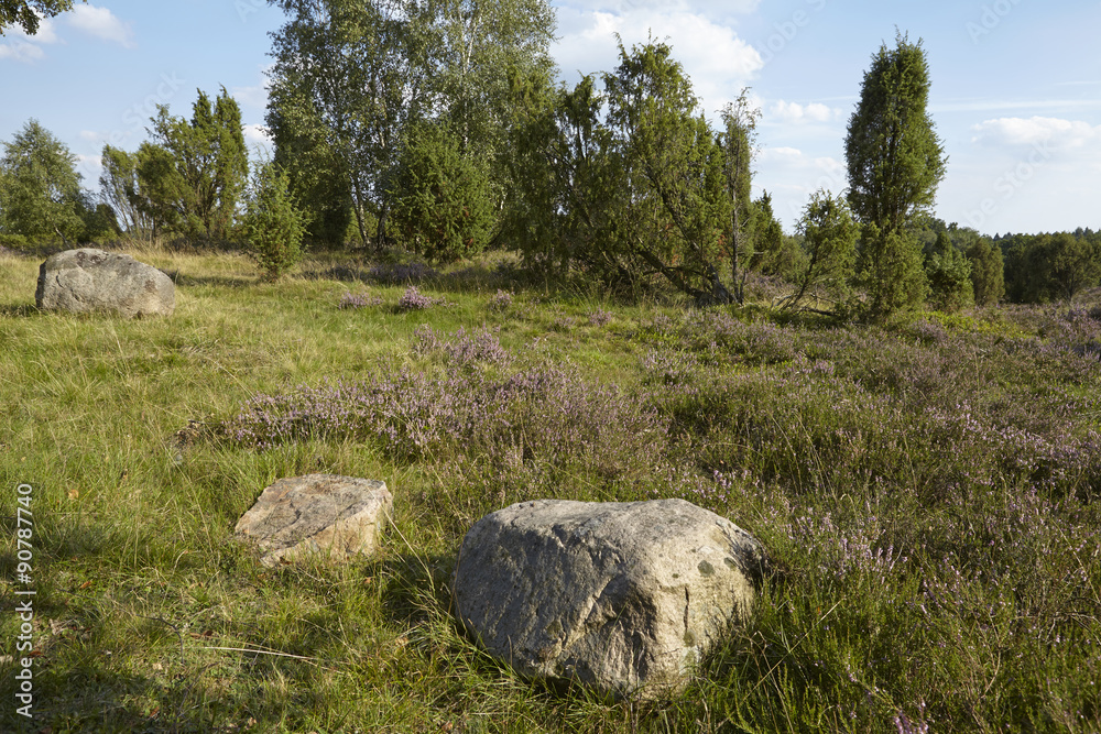 Lüneburger Heide - Heidelandschaft mit Felsbrocken Lüneburger Heide - Heidelandschaft mit Felsbrocken