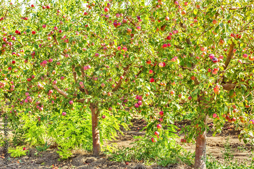 Apple trees with ripe fruits in the orchard