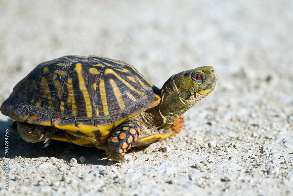 Obraz premium Ornate Box Turtle cross a gravel road in Quivira National Wildlife Refuge in Kansas