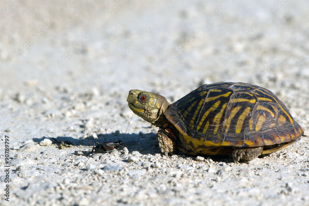 Ornate Box Turtle closeup with a cricket in Quivira National Wildlife Refuge in Kansas Ornate Box Turtle closeup with a cricket in Quivira National Wildlife Refuge in Kansas