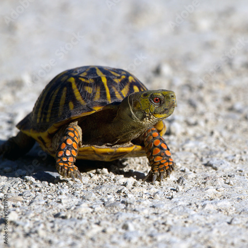 Ornate Box Turtle cross a gravel road in Quivira National Wildlife Refuge in Kansas