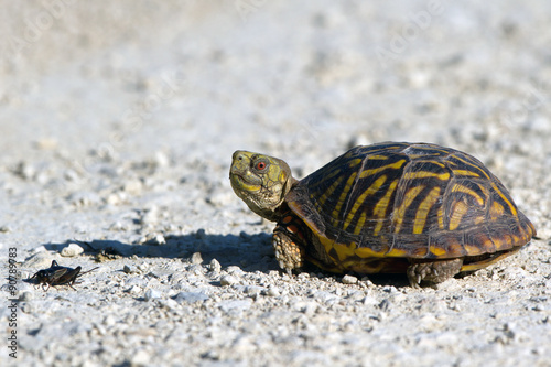 Ornate Box Turtle encounters a cricket in Quivira National Wildlife Refuge in Kansas