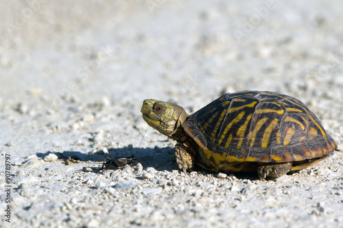 Ornate Box Turtle closeup with a cricket in Quivira National Wildlife Refuge in Kansas