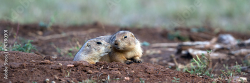 Two Black-tailed Prairie Dogs at their burrow in the Texas Panhandle © Martha Marks
