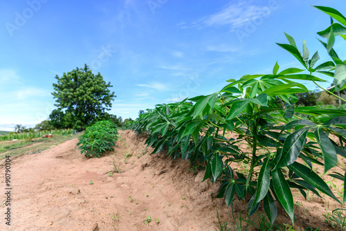 Cassava field for green energy with blue sky.