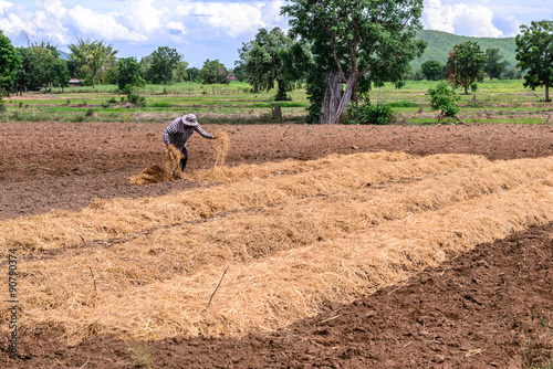 Thai farmer mulching plantation with straw. © Eakkaluk