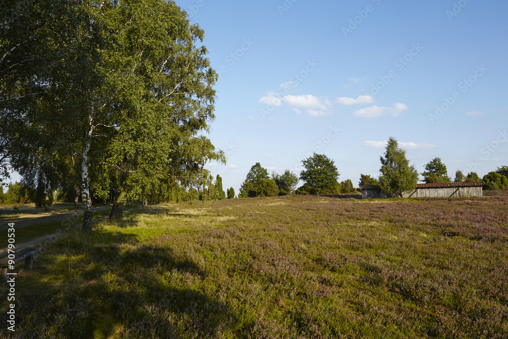 Obraz premium Lüneburger Heide - Landschaft in abendlicher Sonne
