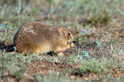 Black-tailed Prairie Dog in the Texas Panhandle © Martha Marks