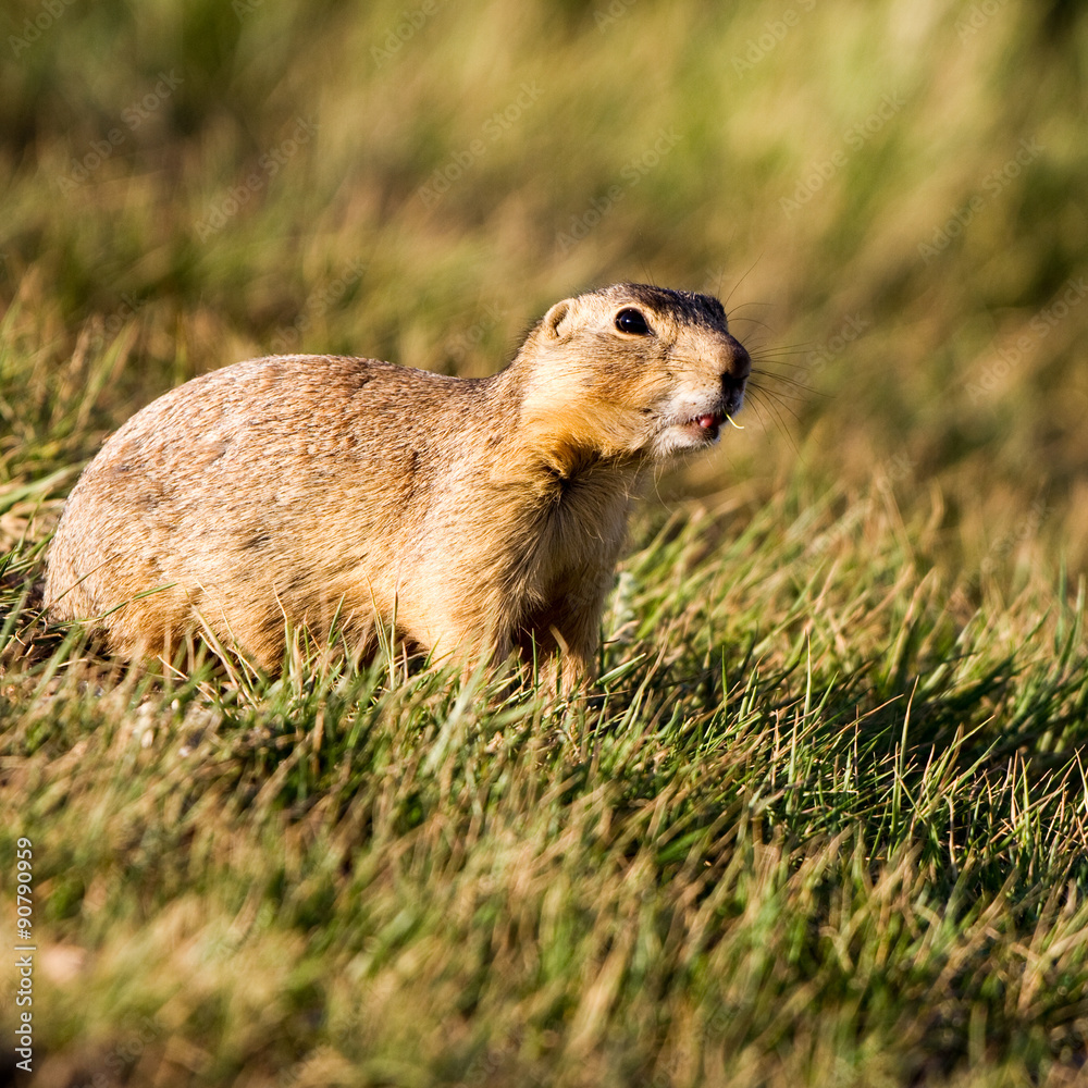 Gunnison's Prairie Dog eats grass in the Sangre de Cristo Mountains Gunnison's Prairie Dog eats grass in the Sangre de Cristo Mountains