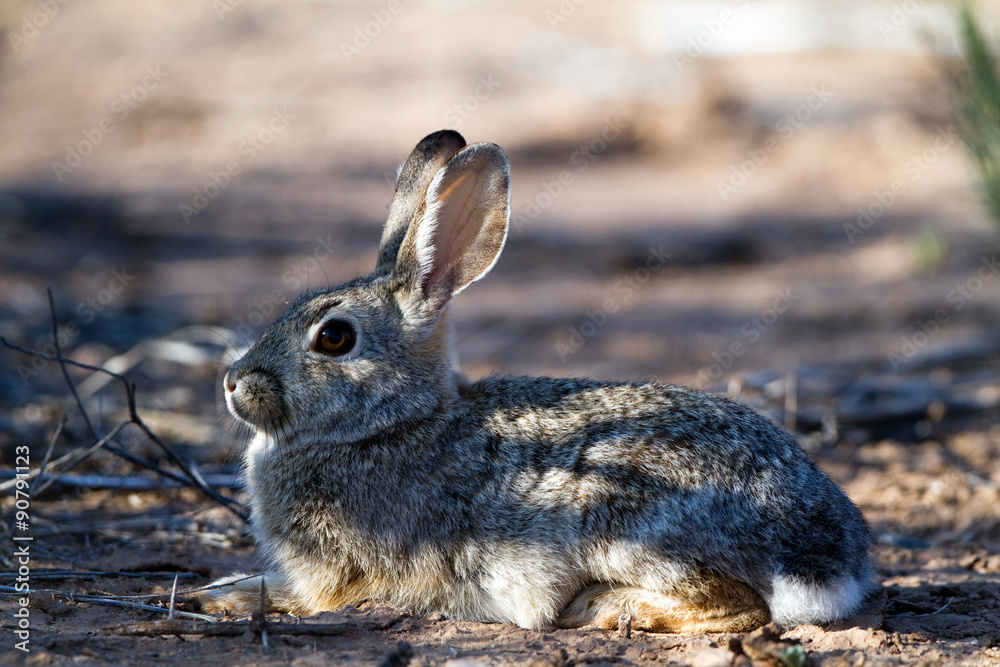 Fototapeta premium Desert Cottontail baby awaits his mother in the shade of a Sonoran Desert tree
